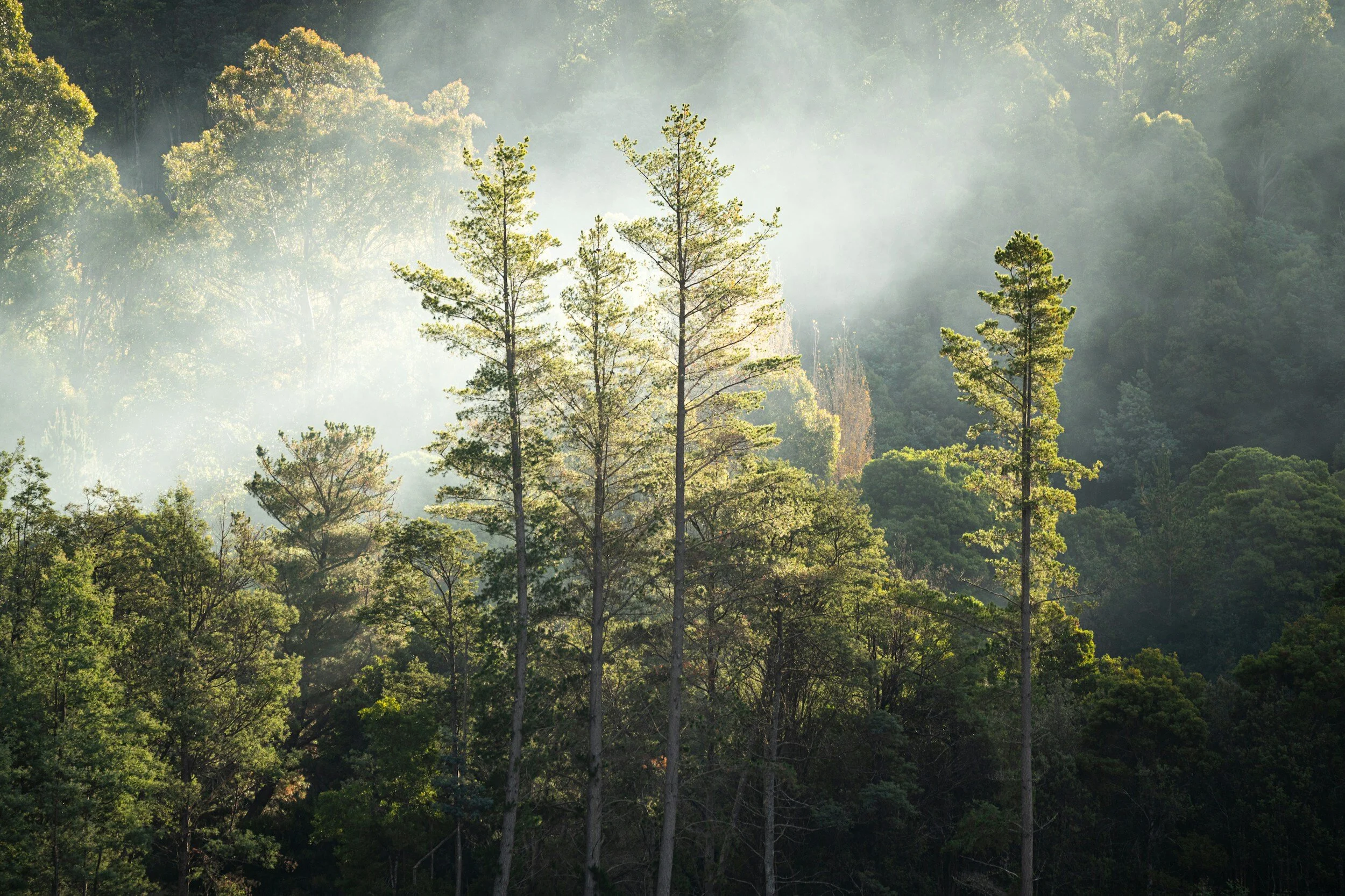 Huon Pine  (L. franklinii)
