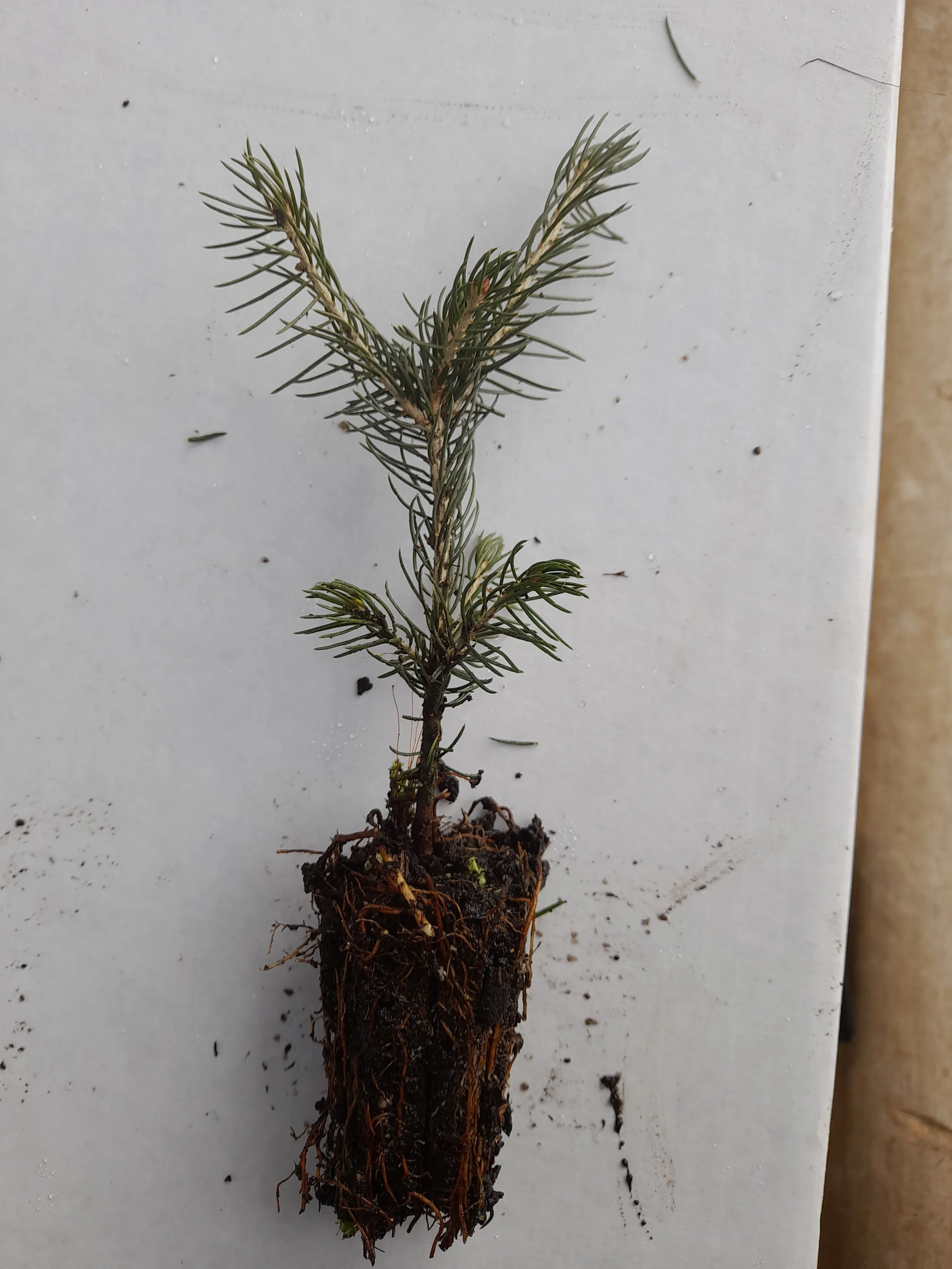 Korean Fir (Abies koreana) seedlings -box of 80