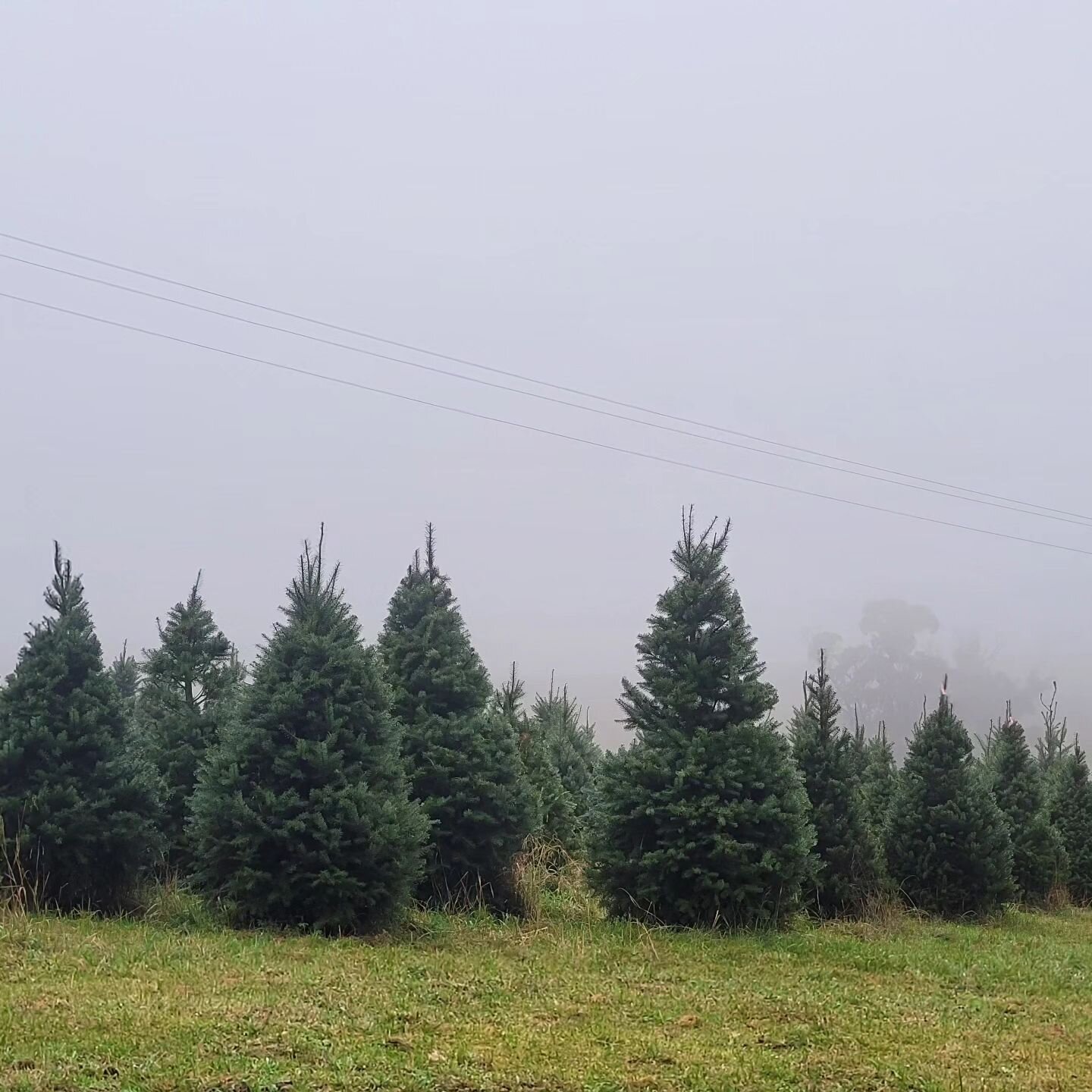 Some welcome rain today and some happy trees! #spruceupyourchristmas #localbusiness #farminglife