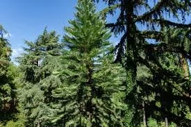 wollemi pine.jpg