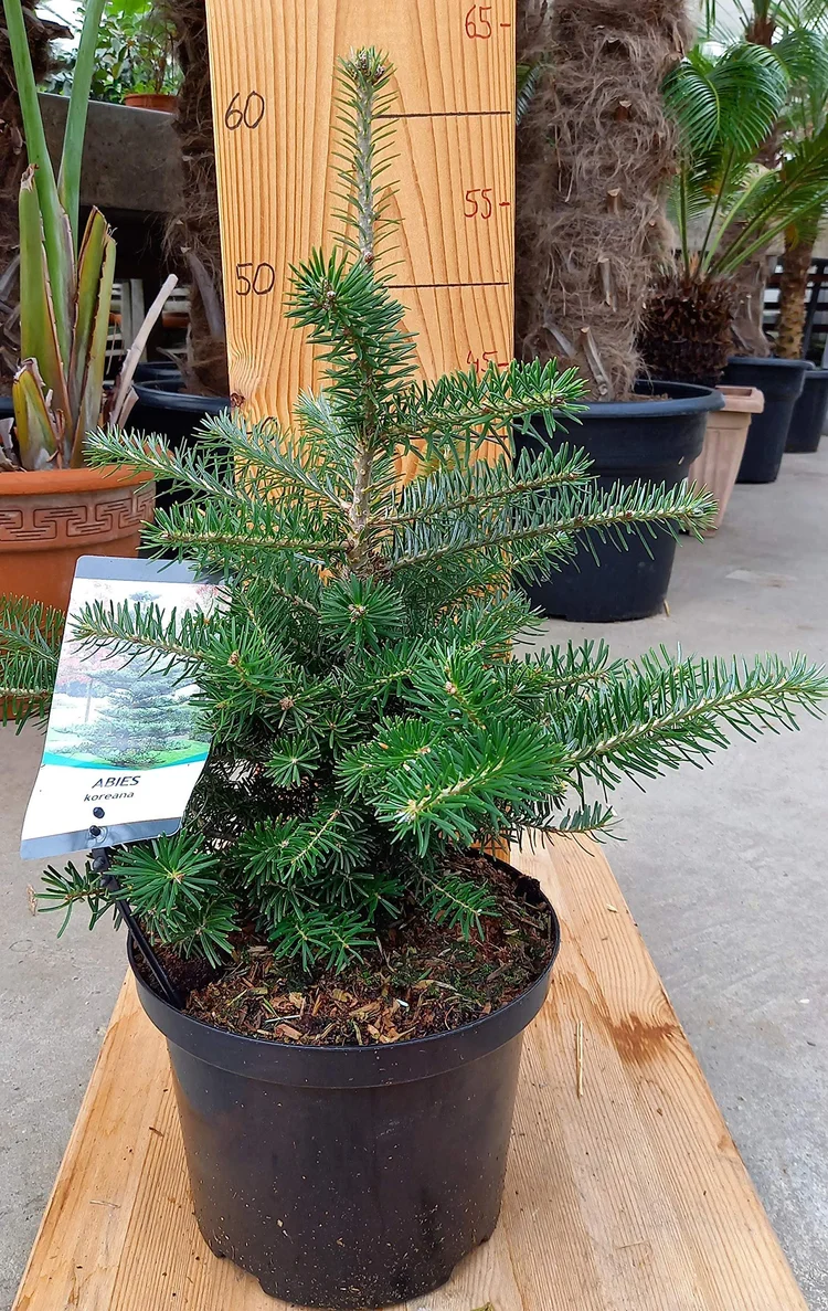 Puree Tree Spruced Shop — Spruced Christmas Trees
