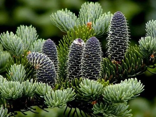 balsam fir.jpg