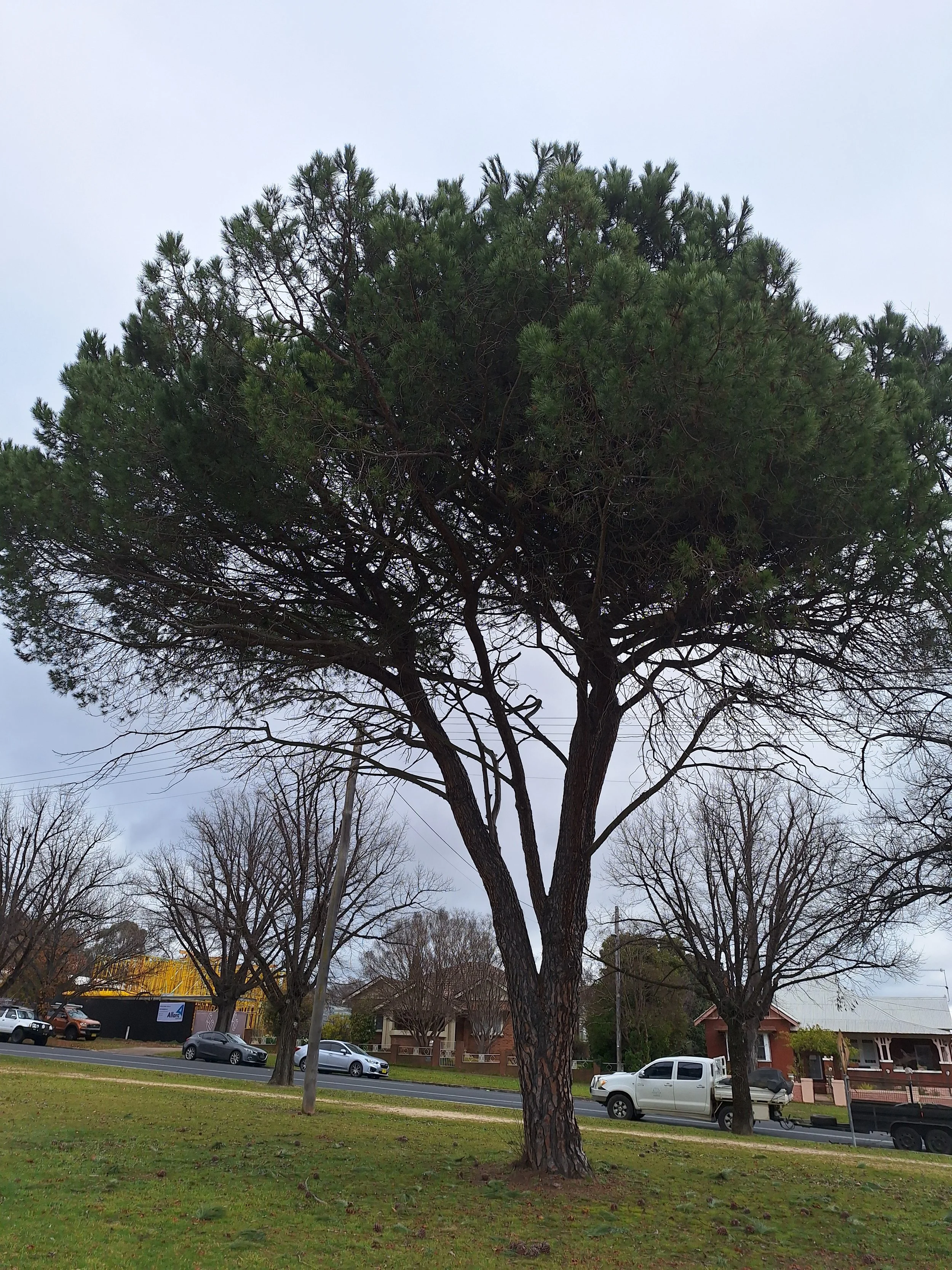 Italian Stone Pine (Pinus pinea)