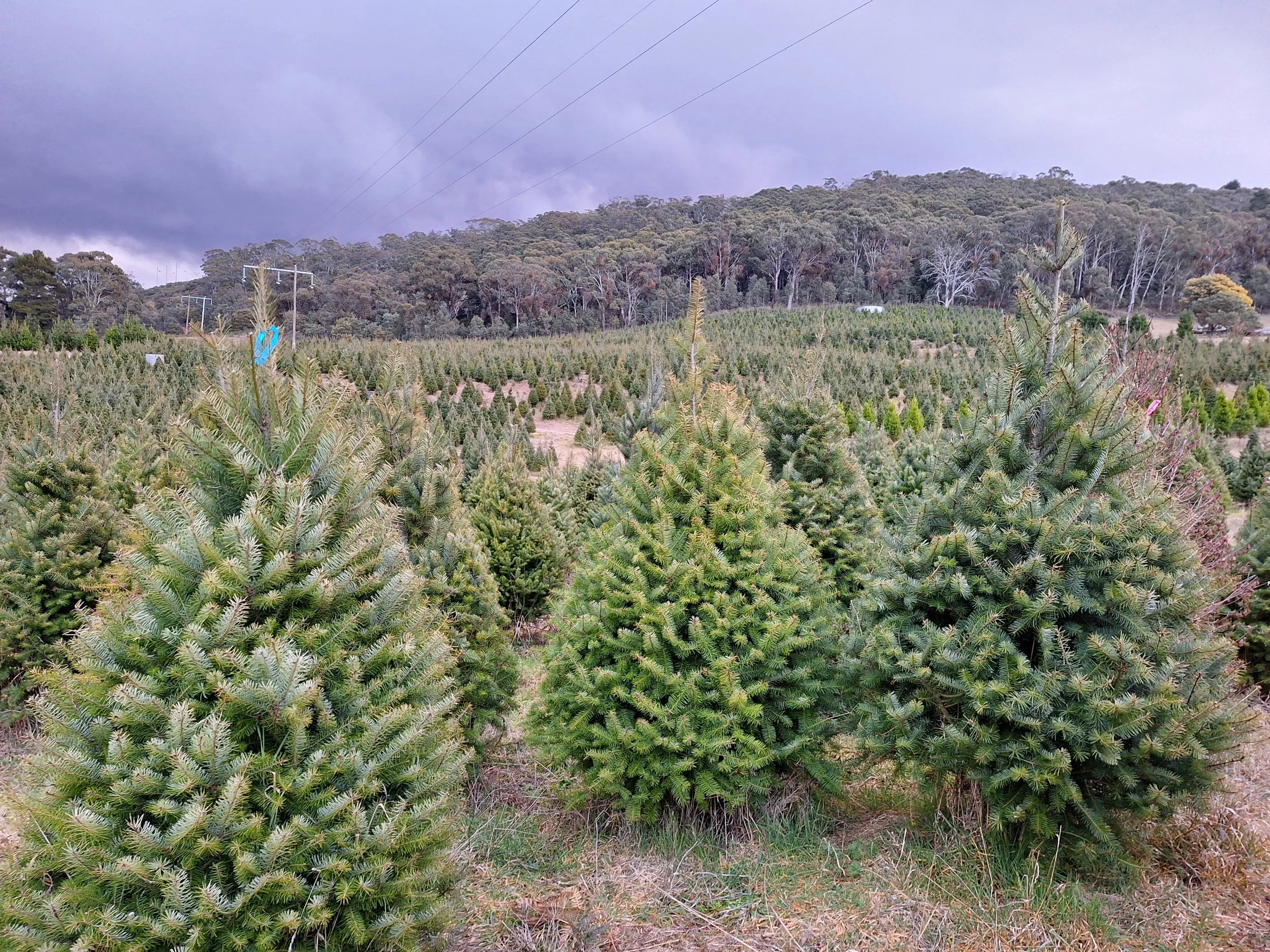 Christmas Open Days and Markets at Spruced Xmas Trees