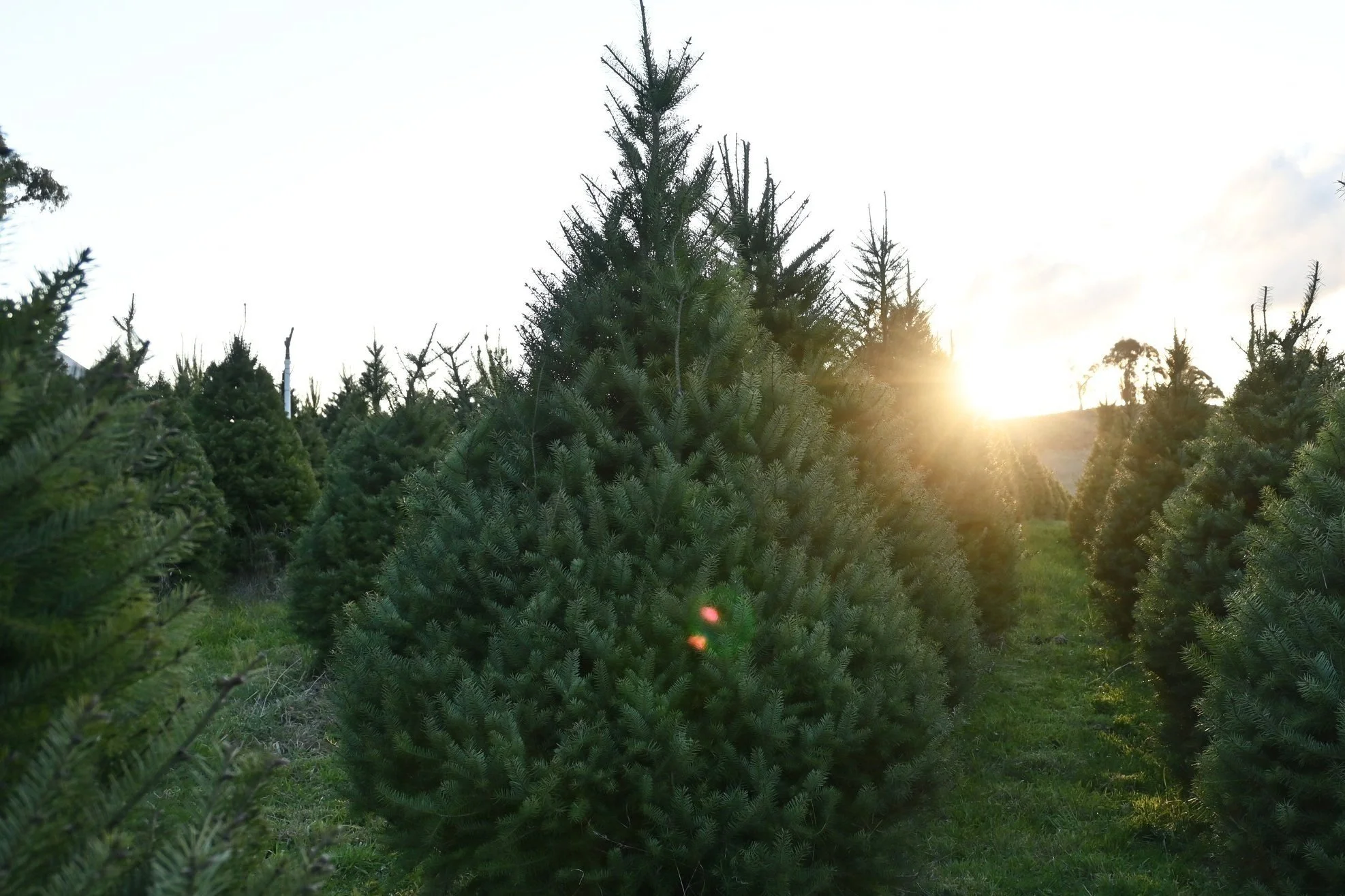 Get your fresh-cut or potted tree for the 2024 festive season! 