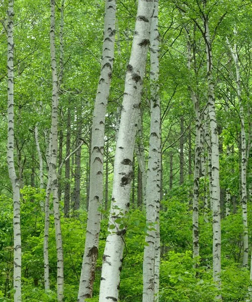 Silver birch (B. pendula)