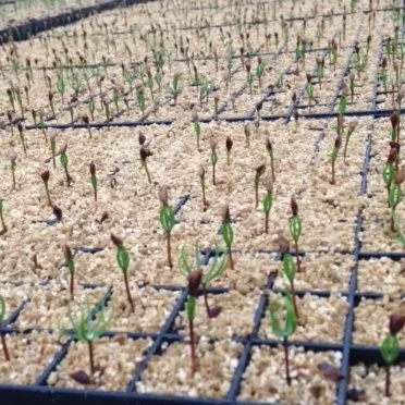 This year's crop of cones and seeds being dried for processing at Spruced nursery