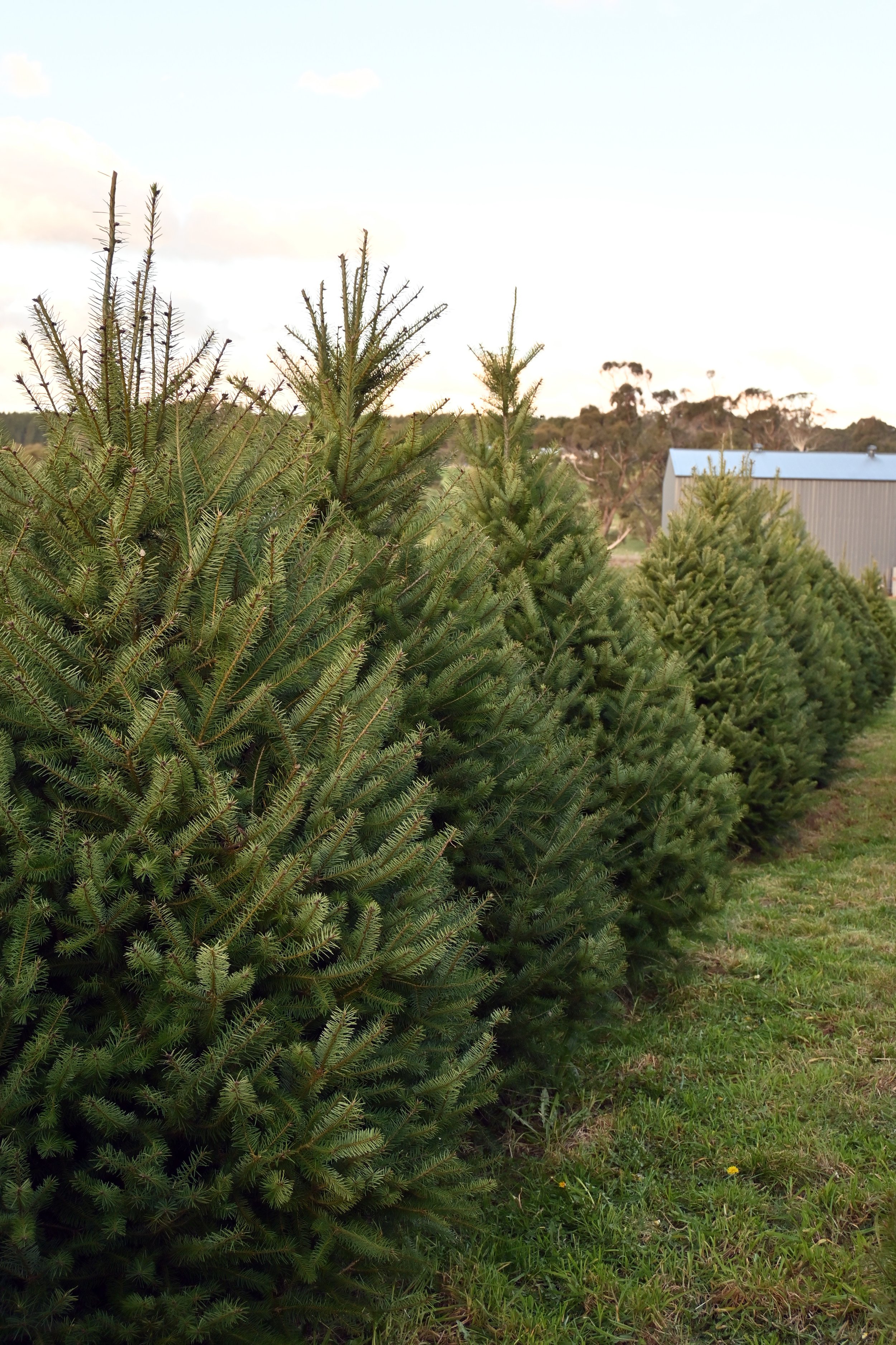 2024_Spruced_Xmas_Trees_Douglas_Fir_Row.jpg