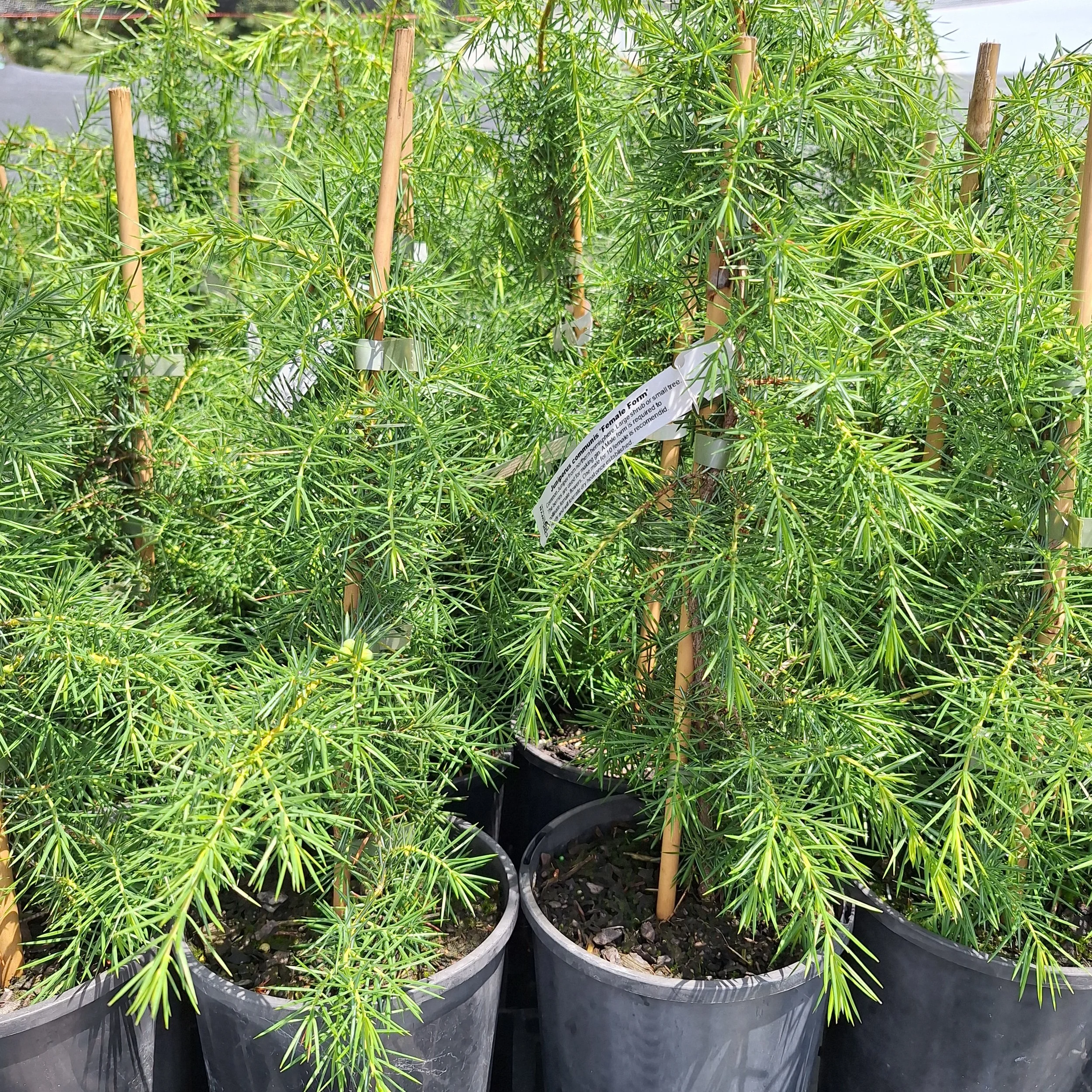 Common Juniper Berry (Juniperus communis) - Potted tree
