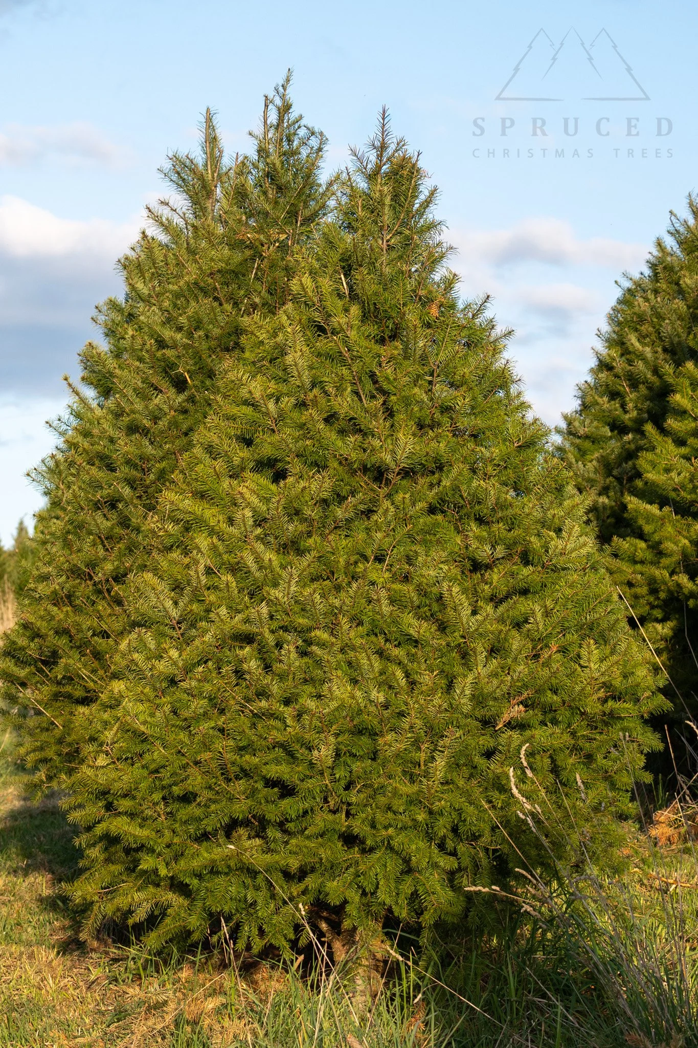 2026_Douglas_fir_Lge.jpg