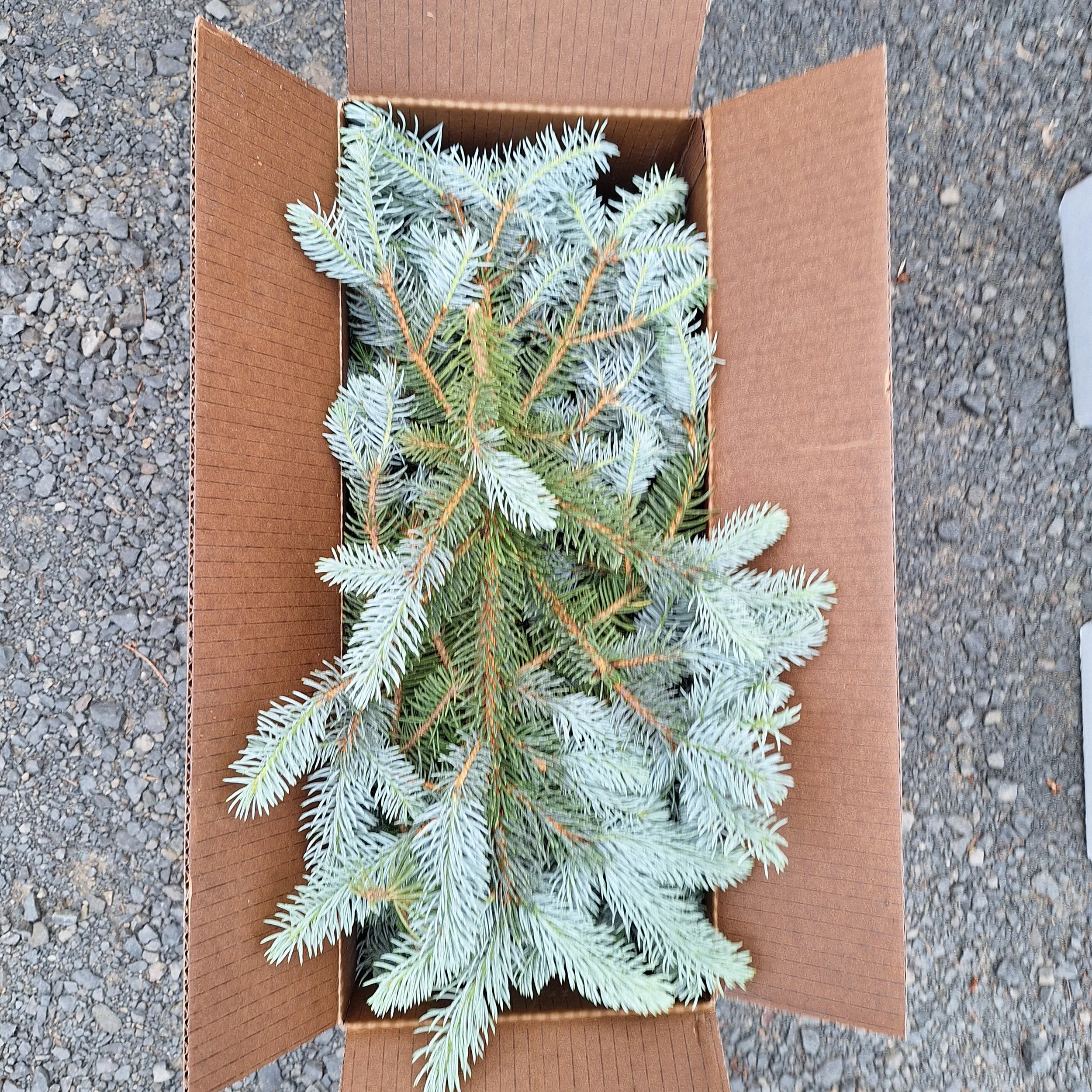Cut foliage for Floristry - box