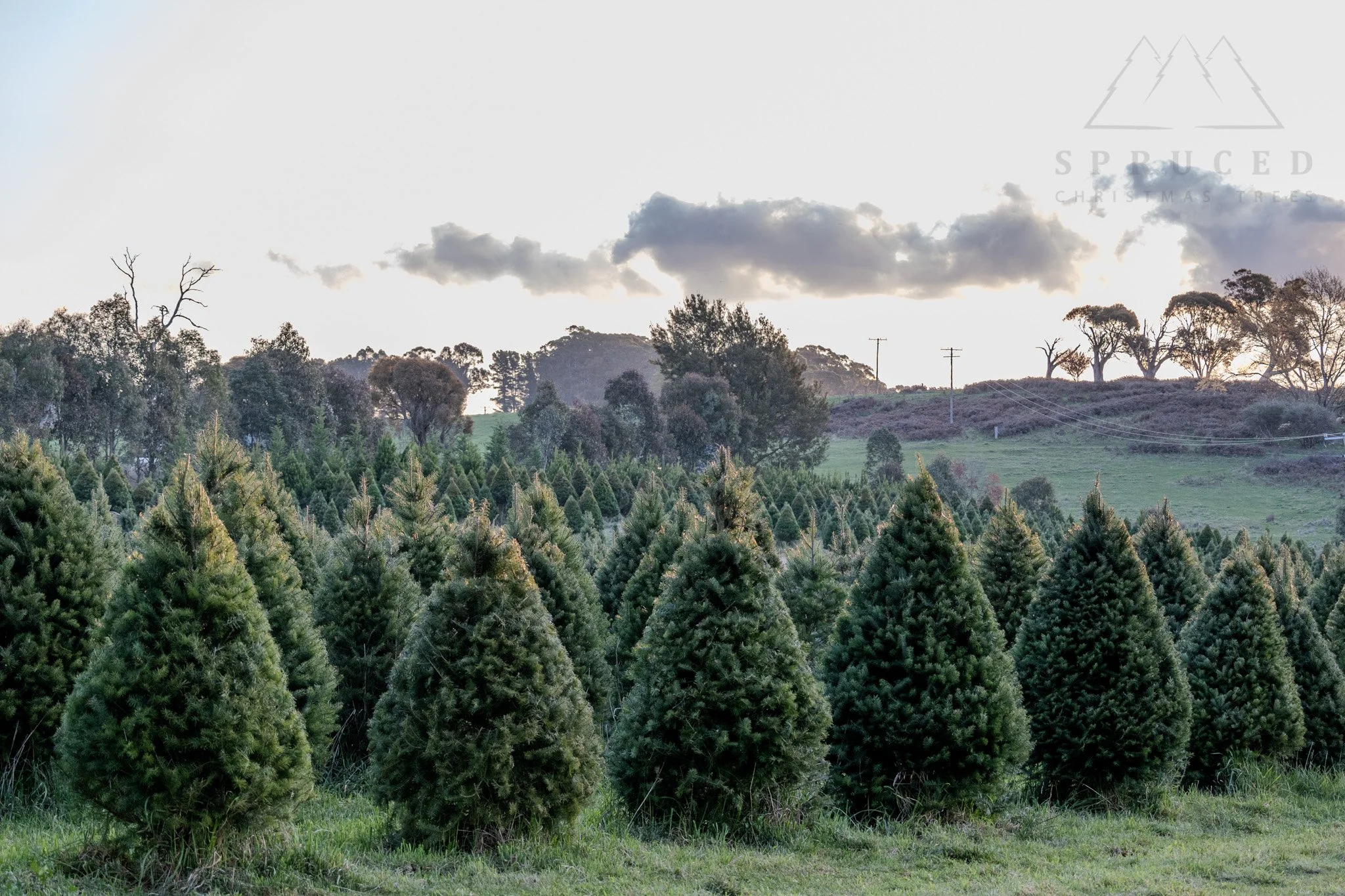 Spruced_Douglas_Fir_2026_Pdk.jpg