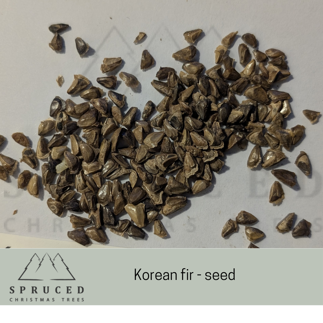 Korean seed.png