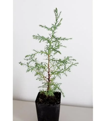 cupressus macrocarpa seedling.jpg