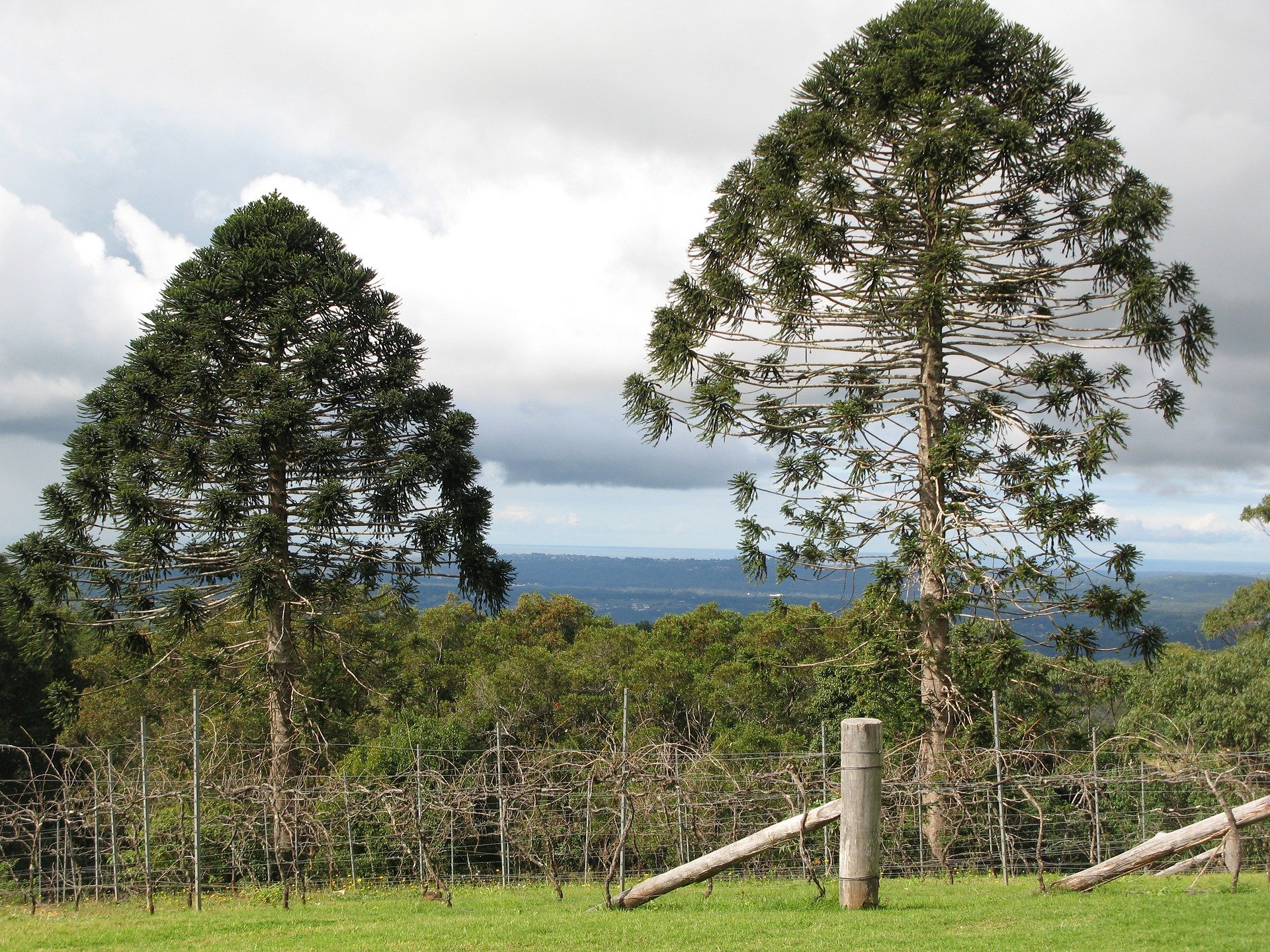 bunyapine.jpg