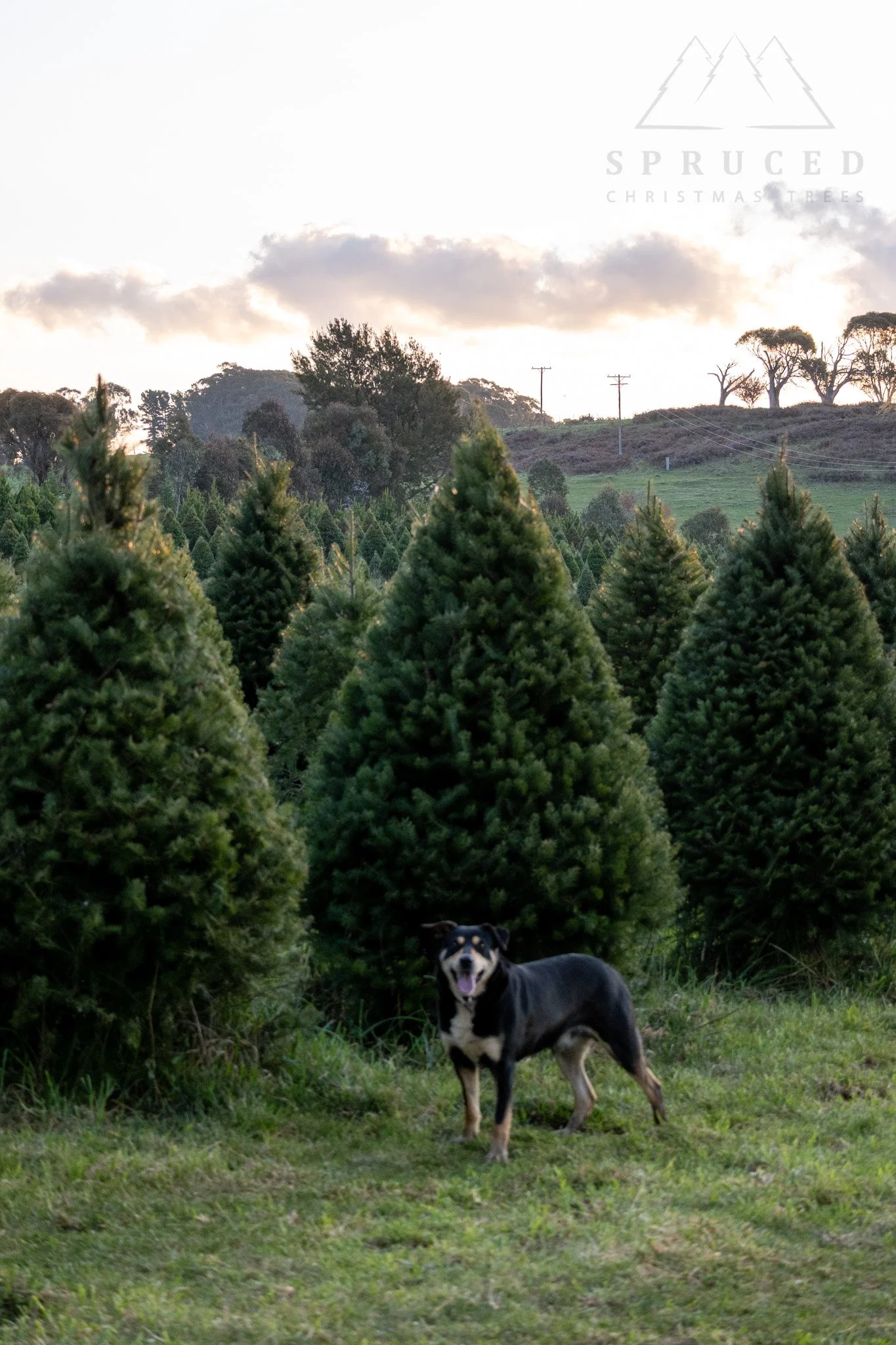 2026_Spruced_Douglas_fir_dog.jpg