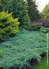 Juniperus squamata blue carpet2.jpeg