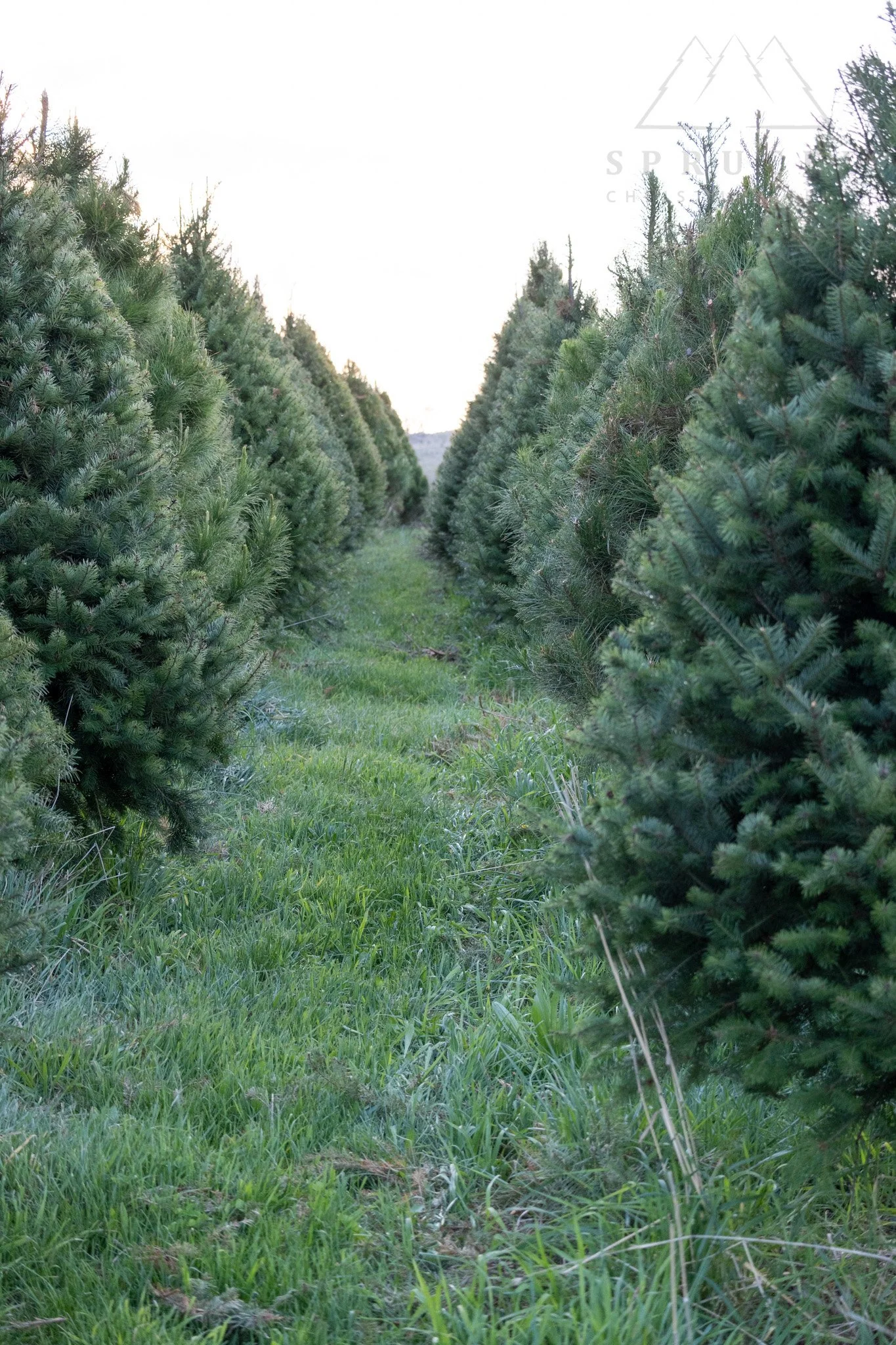 Douglas_fir_row_spruced_2026.jpg