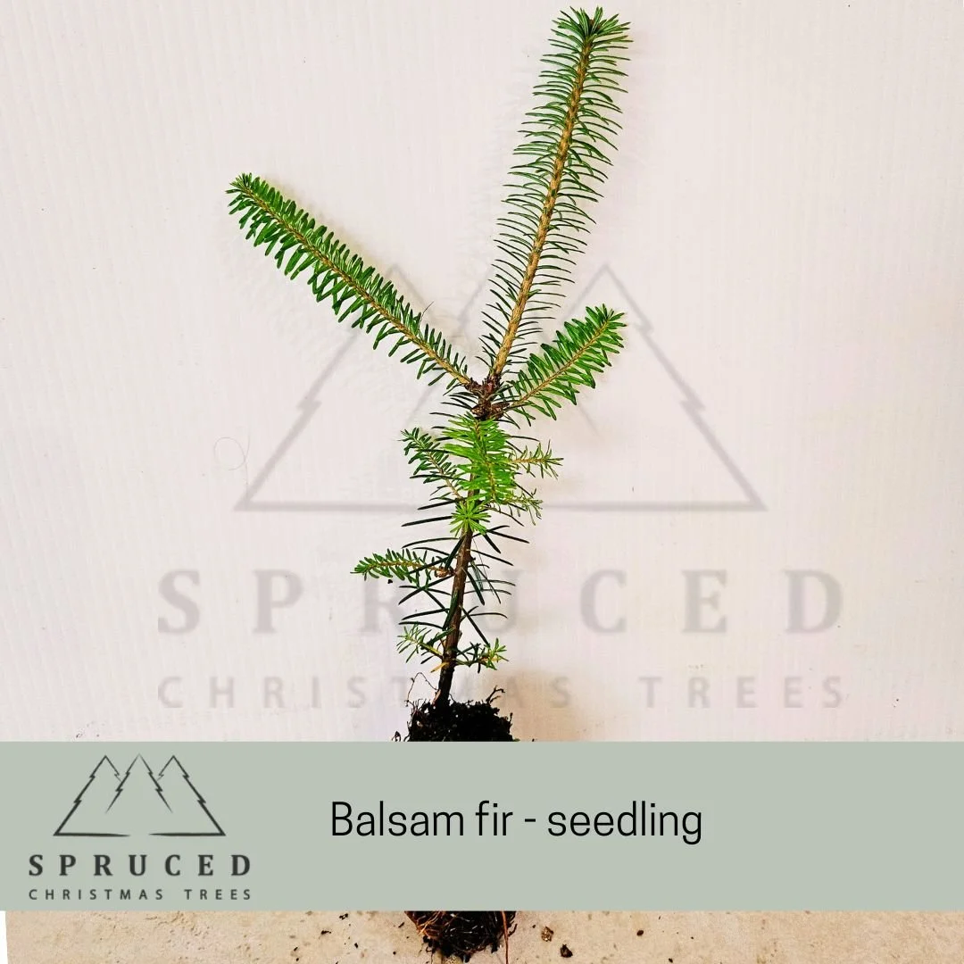 balsam sl.jpg