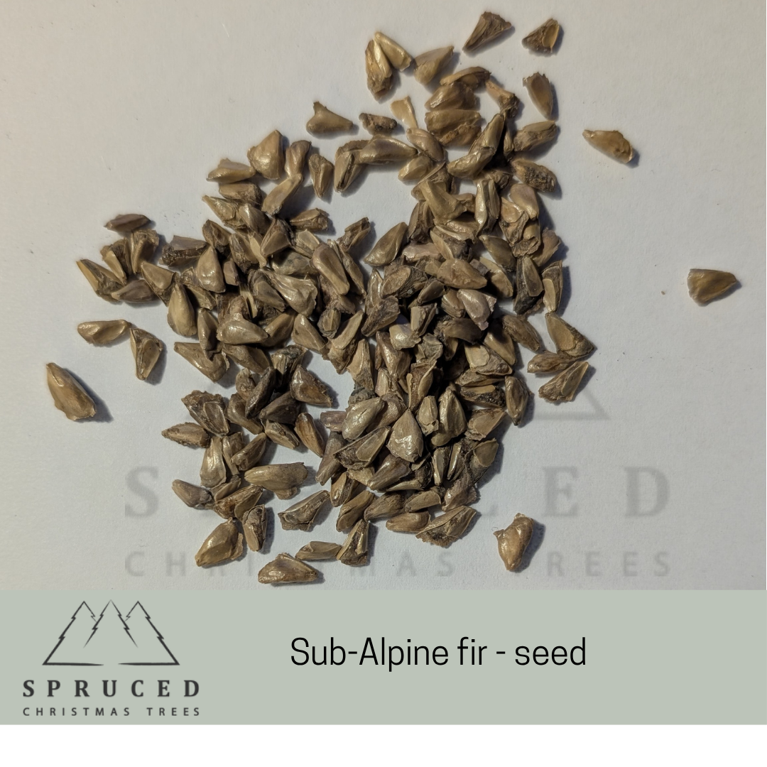 sub alp  seed.png