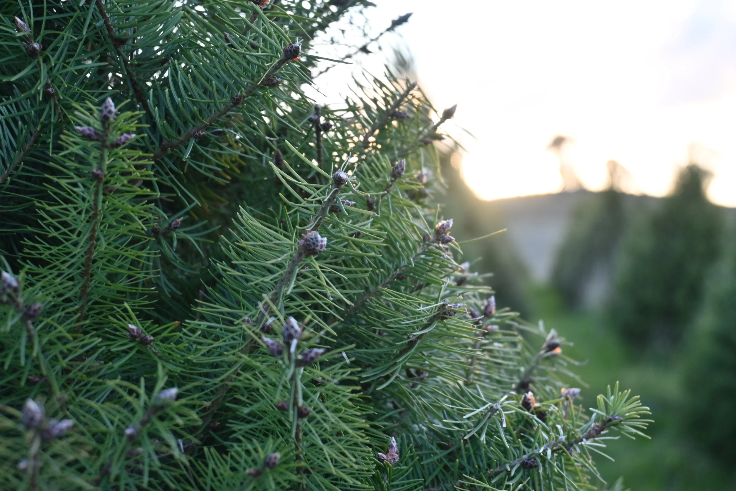 Spruced Christmas Trees 2024 Douglas FirClose Up in paddock. Image Credit Miss Fish Media