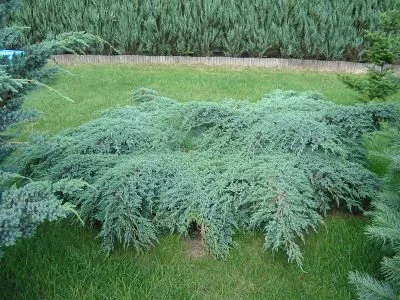 Juniperus squamata blue carpet.jpeg