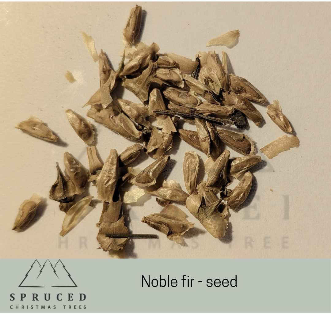 Noble seed.png
