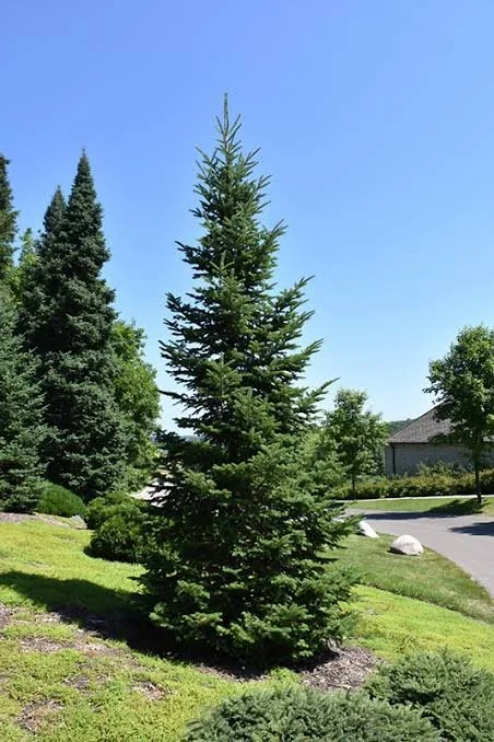 Balsam fir tree.jpg