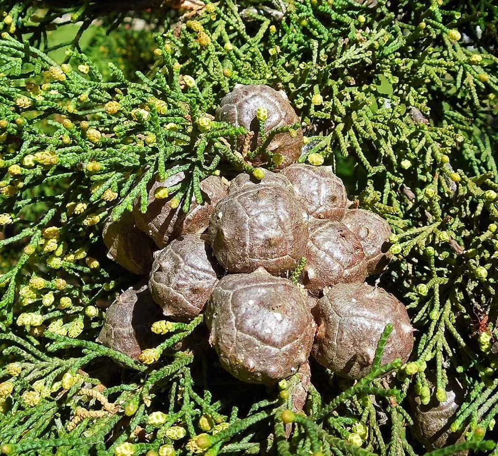 monterey-cypress-cones.jpg