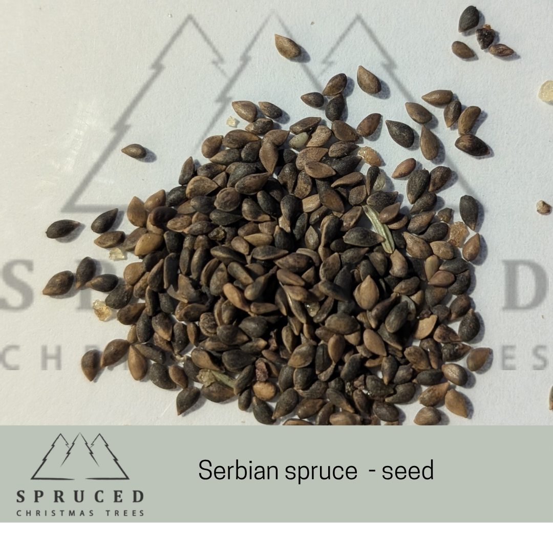 Serbian spruce seed.png