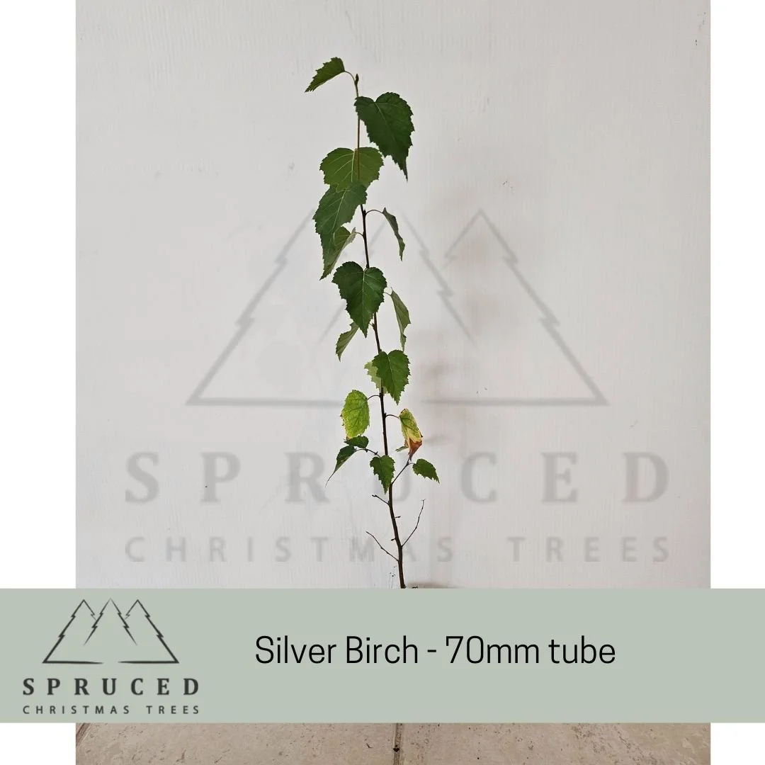 birch tube.jpg