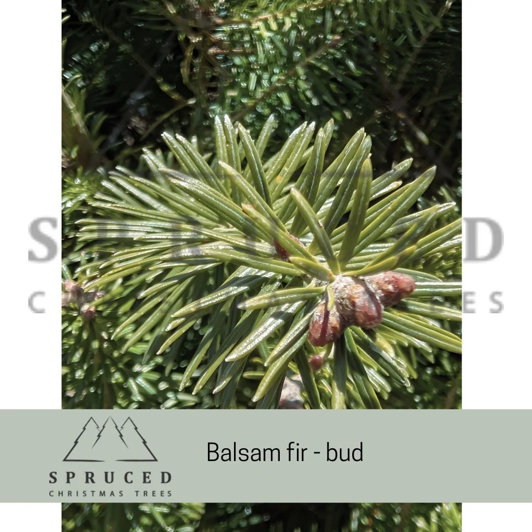 Balsam fir  (Abies balsamea)