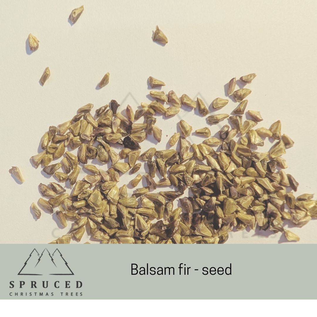balsam seed.jpg