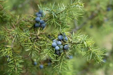juniper berries.jpeg