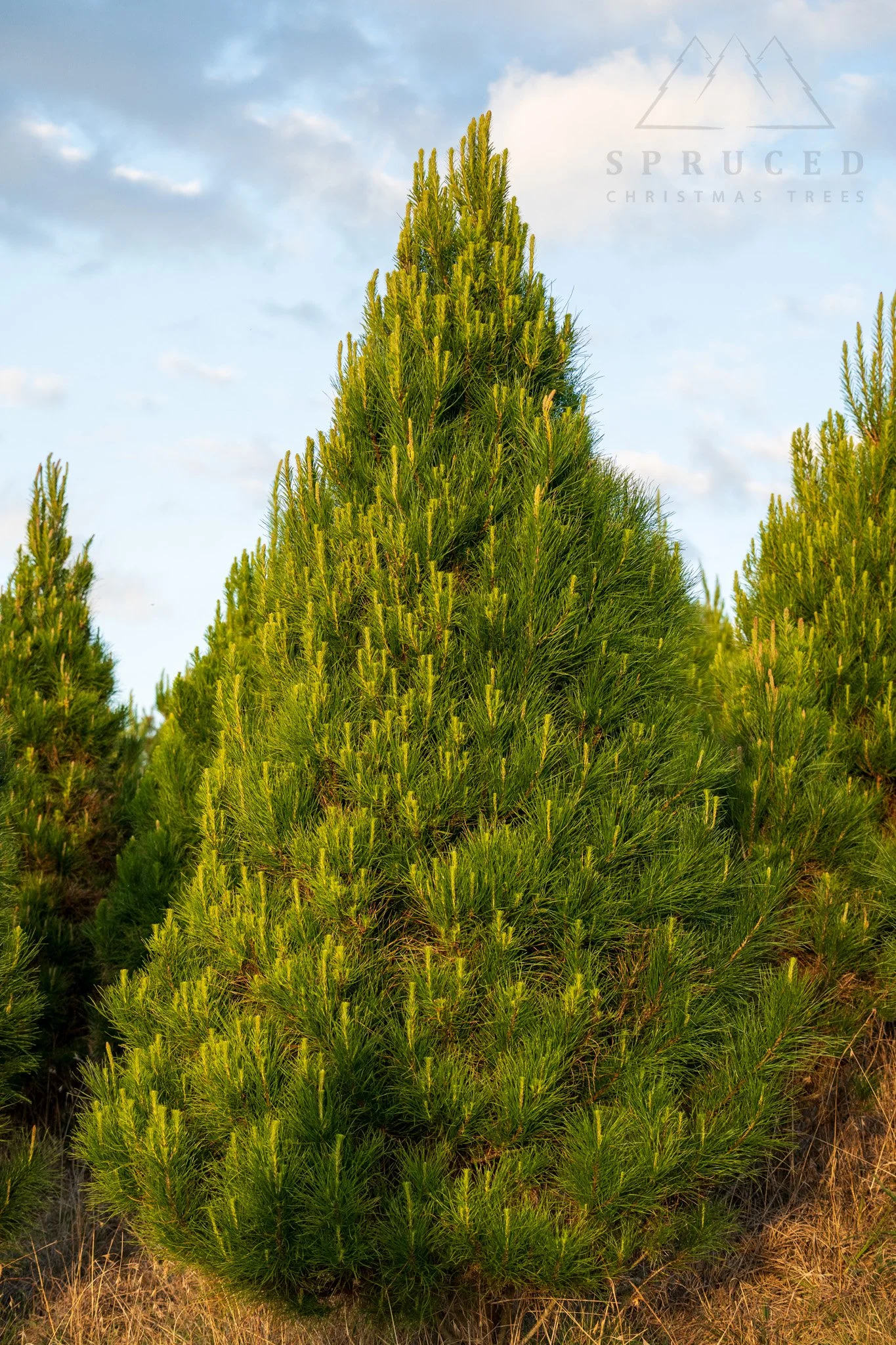 Pre-order Fresh-cut Radiata Pine Christmas Tree (Aussie Xmas Classic)