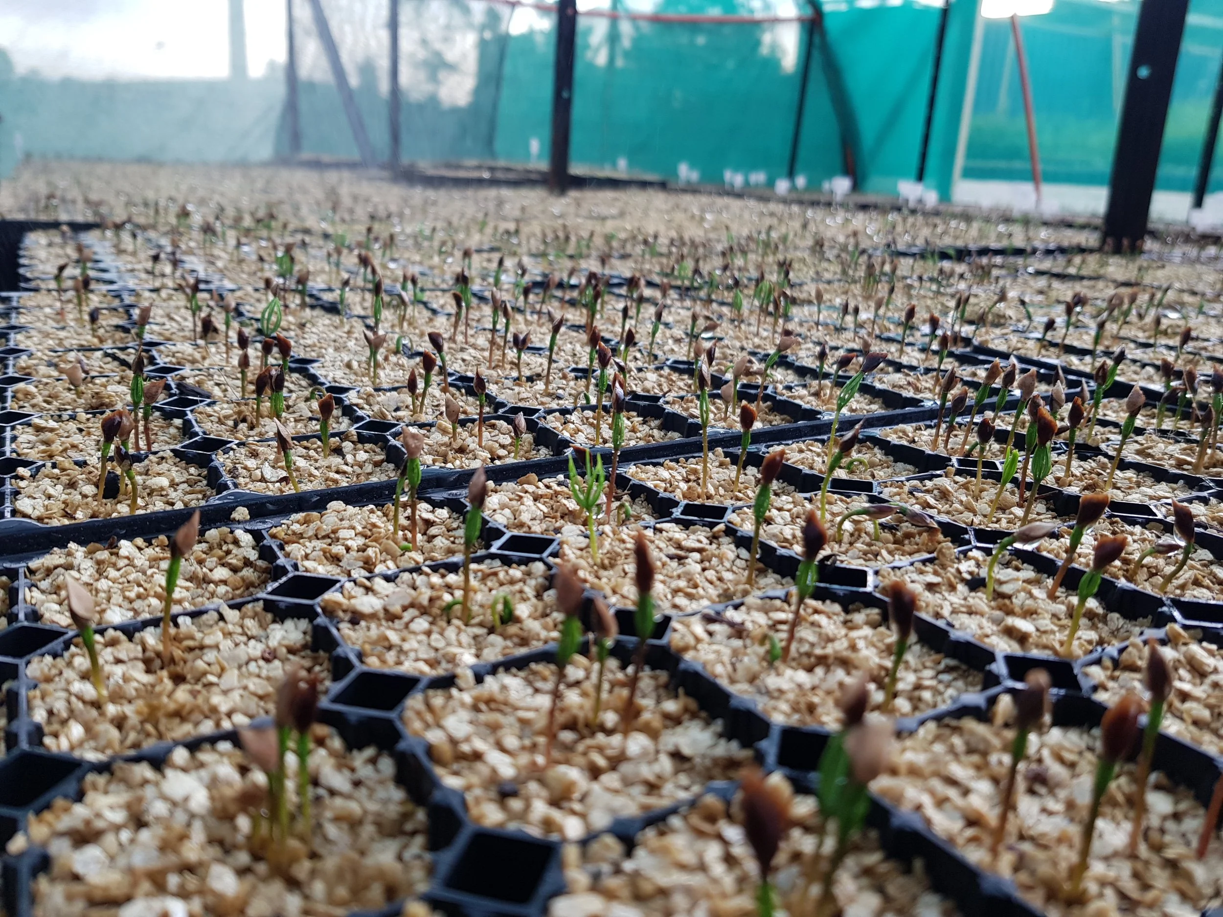 2019 DFir Germinating.jpg