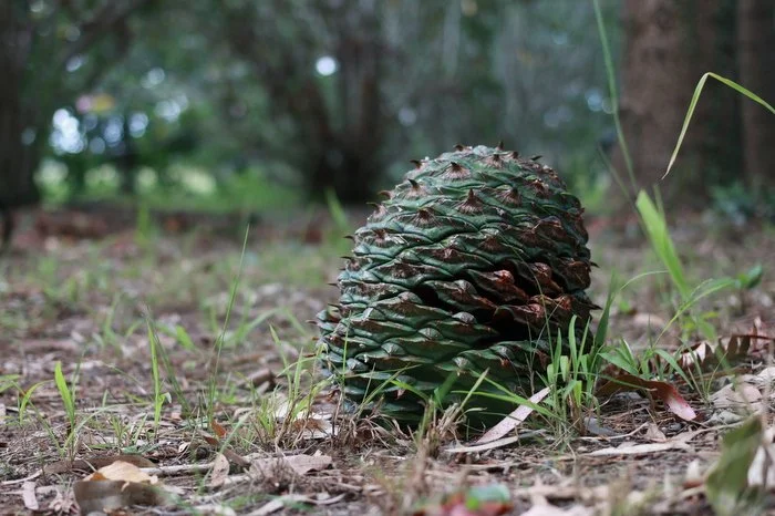 Bunya pine cone.jpg