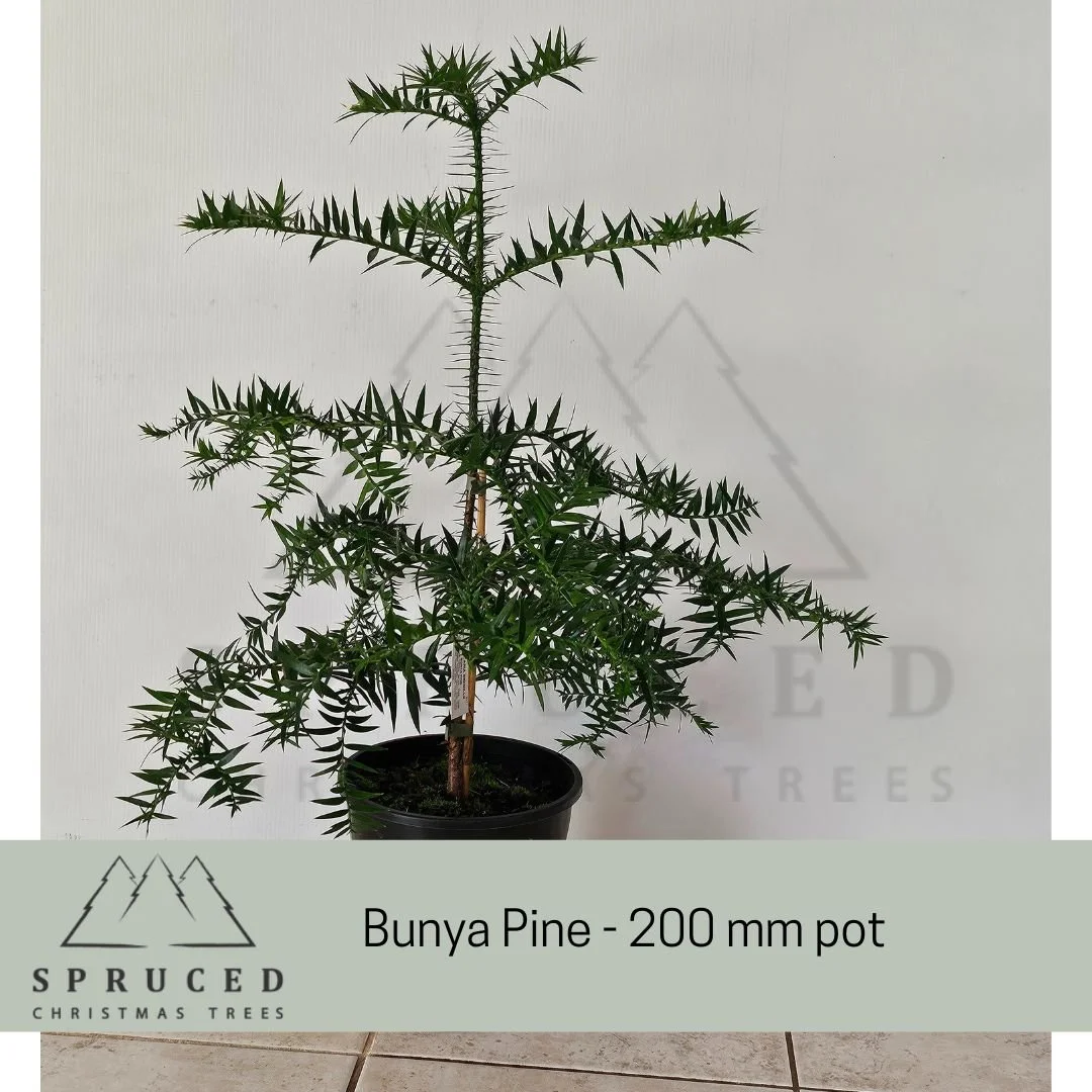 Bunya 200.jpg