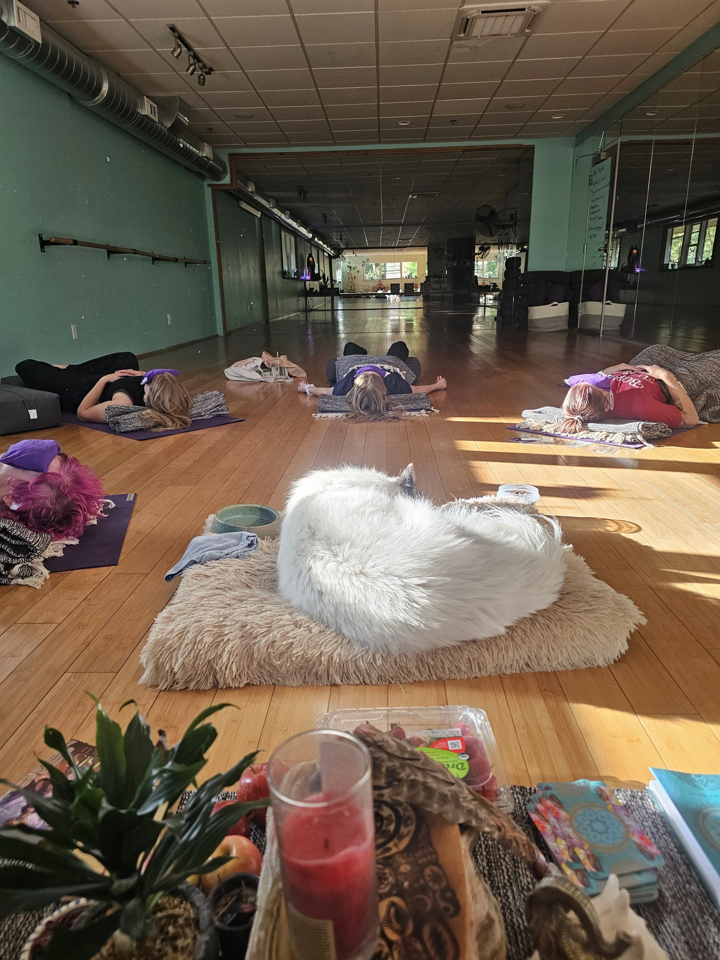 Four students laying down on yoga mats with blankets, eye pillows, and props with a white dog curled up in the center of a beautiful blue and bamboo yoga studio with mirrors reflecting windows and natural lighting.