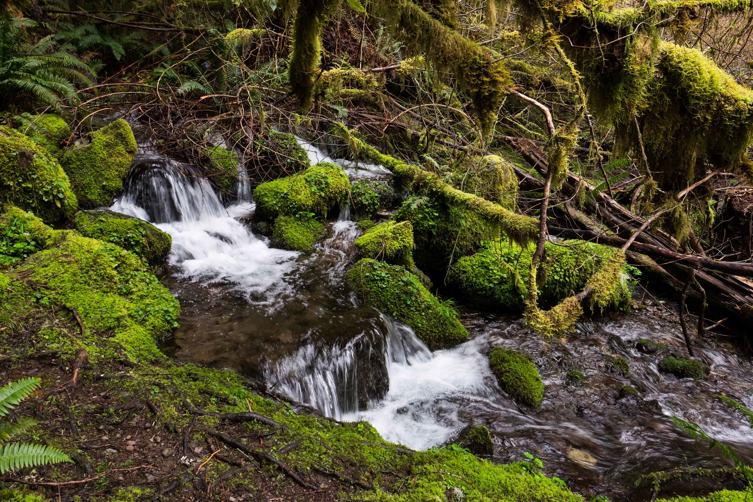  A small stream feeds into the Big Quilcene River. 