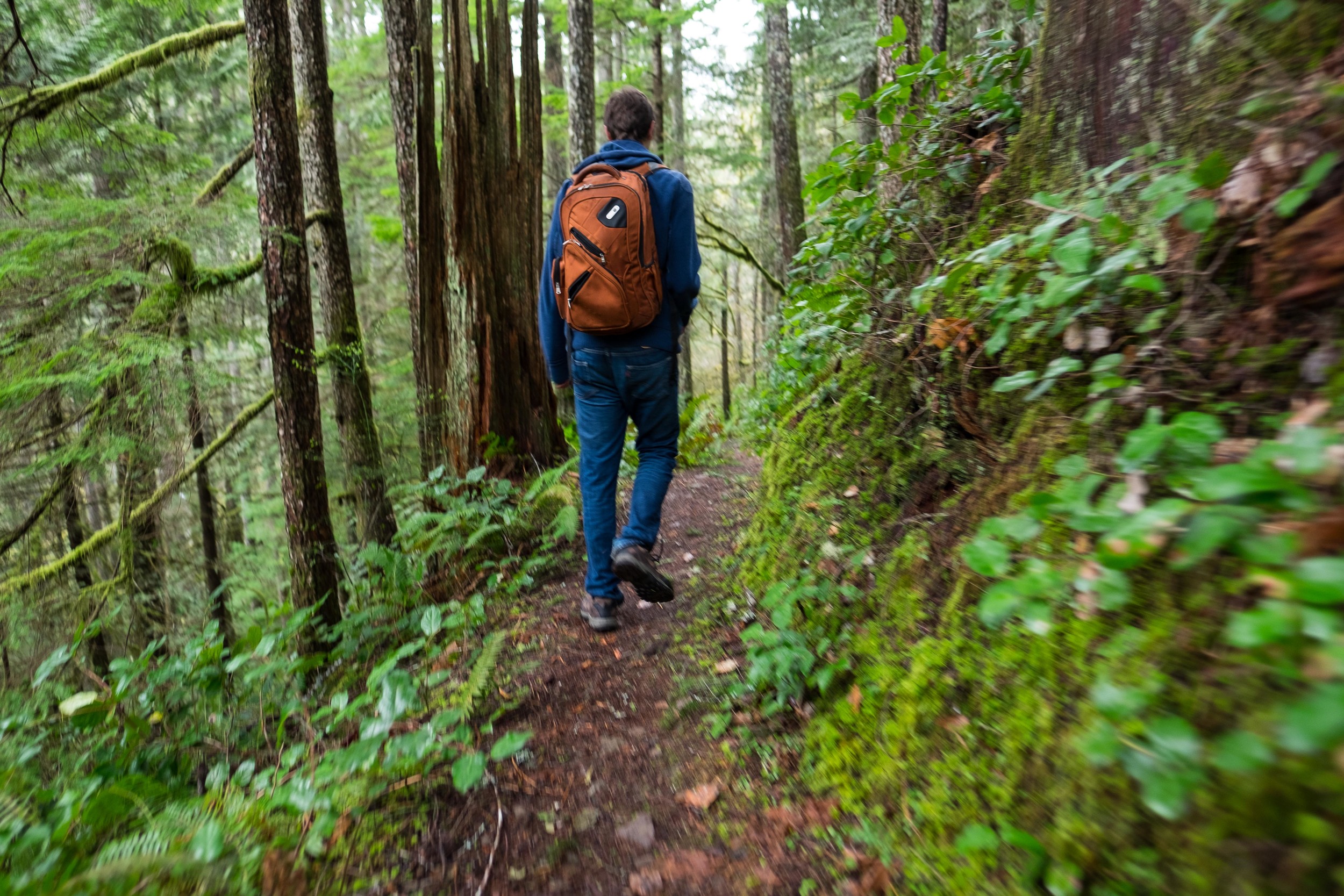  Hiking on the Fallsview Canyon loop in the Olympic National Forest. 