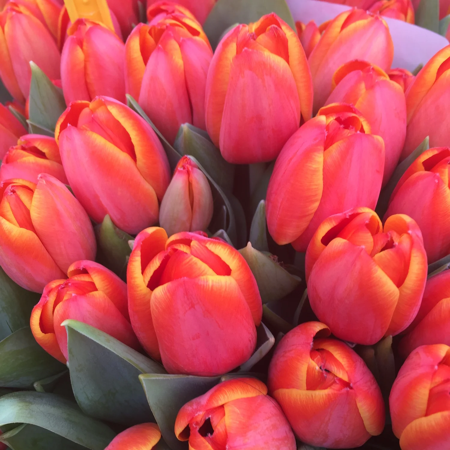 Yellow-tipped red tulips