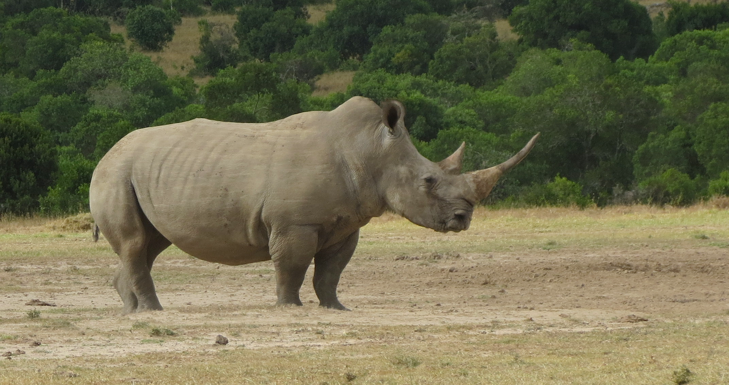 rhinos.png