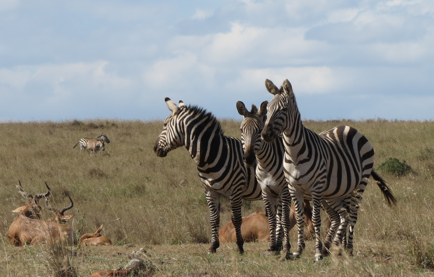 zebras.png
