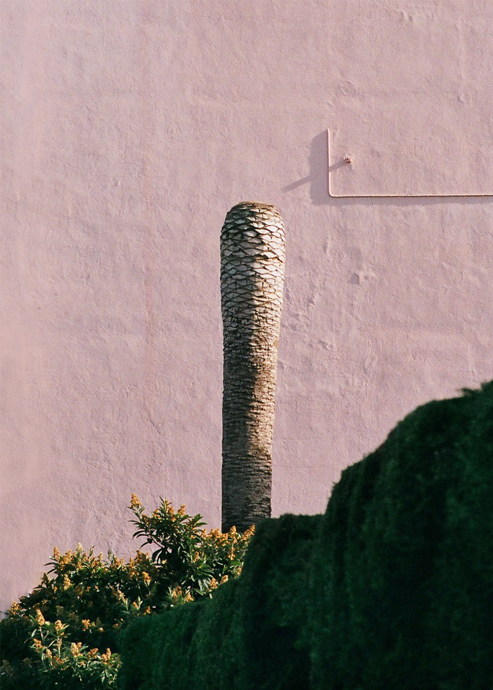 From the series Rosé 