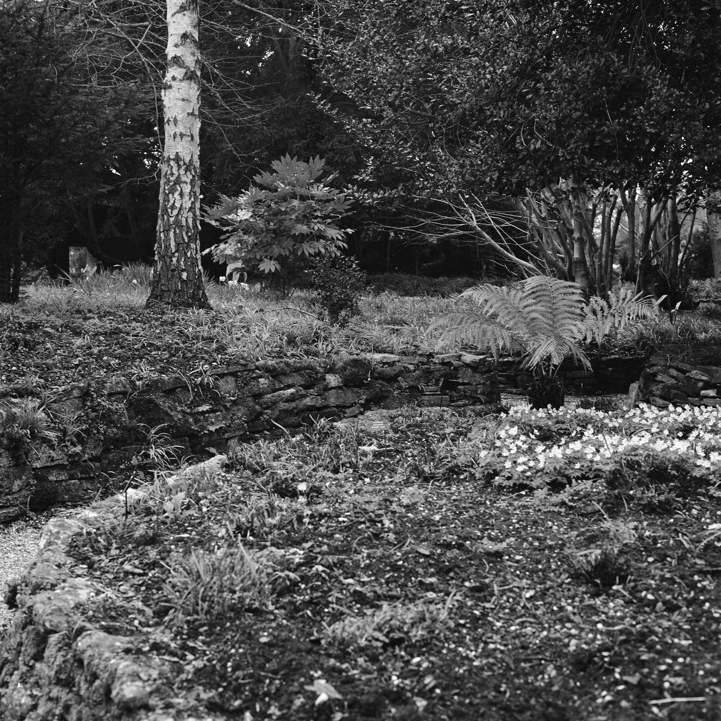 From the series Kingston Lacy Estate