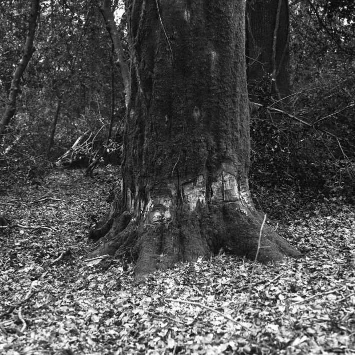 From the series Kingston Lacy Estate 