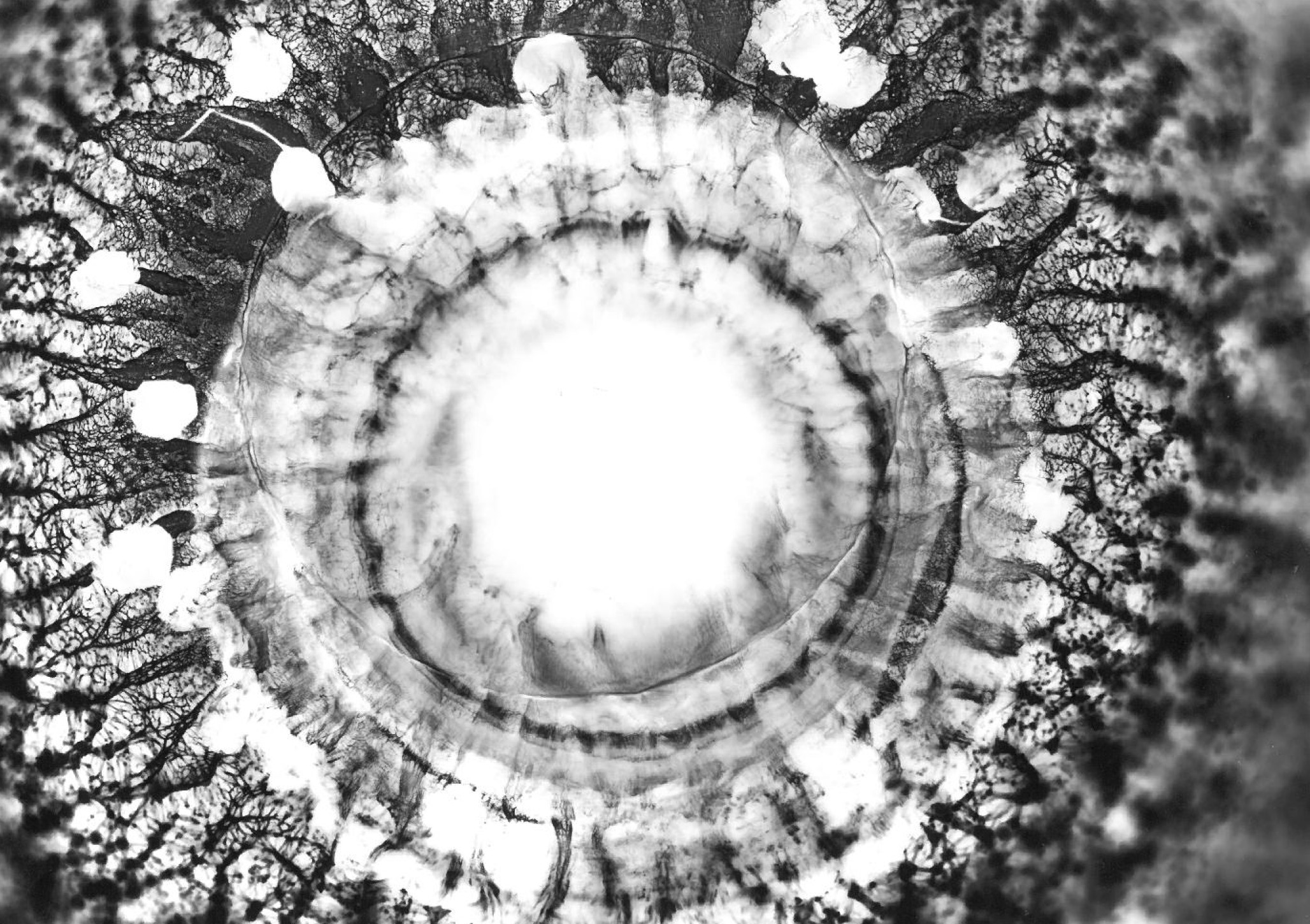 From the series Woodland in Motion