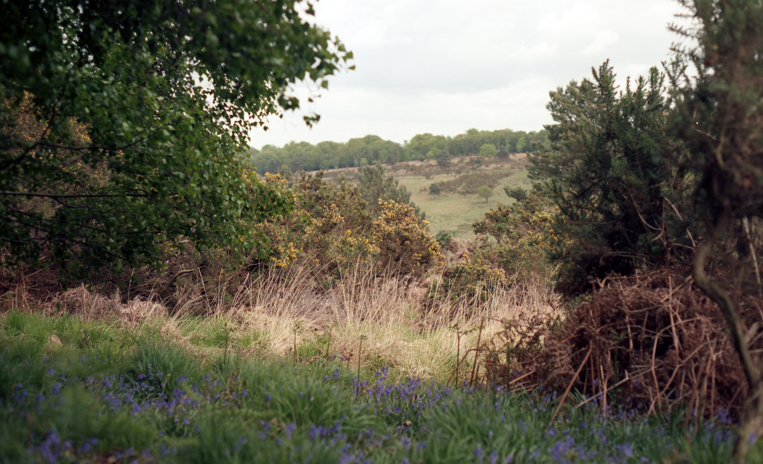 From the series Serotonin