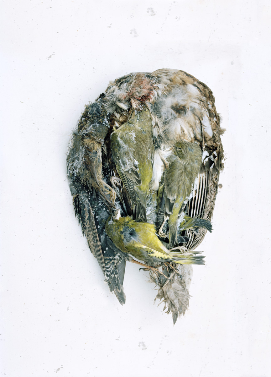 The Contents Of Arthur Boyt’s Freezer, 2009, from the series 'The Abyss Gazes Into You' © Spencer Murphy